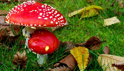 Отруєння грибами: симптоми та перша медична допомога